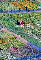 Colorful marigolds, bluebottles in full bloom in Chiba